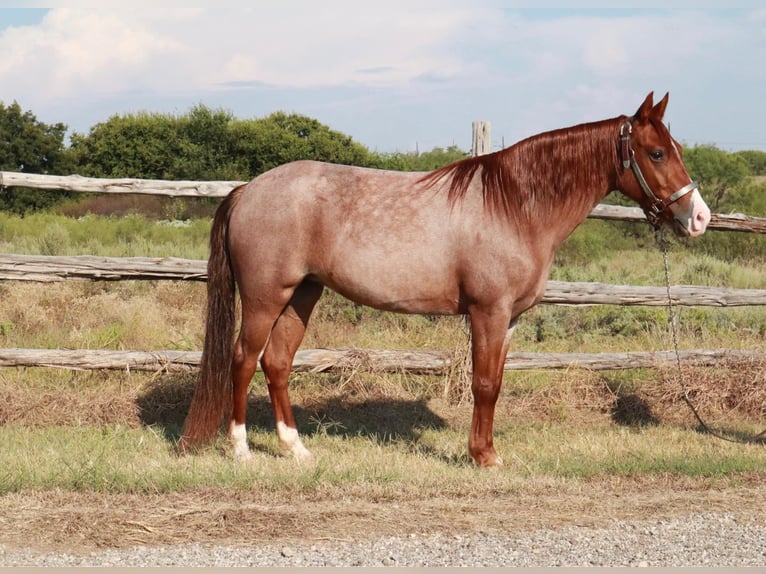 Missouri Foxtrotter Mare 4 years 13,1 hh Roan-Red in Wichita Falls