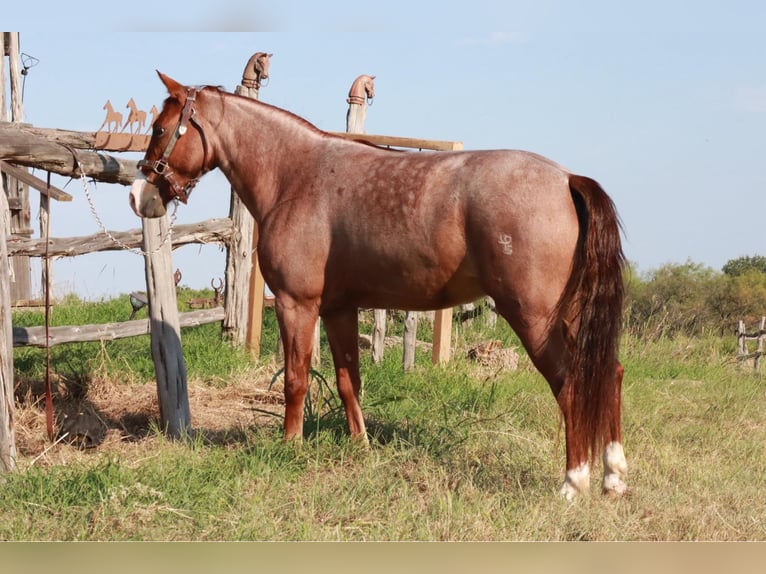 Missouri Foxtrotter Mare 4 years 13,1 hh Roan-Red in Wichita Falls