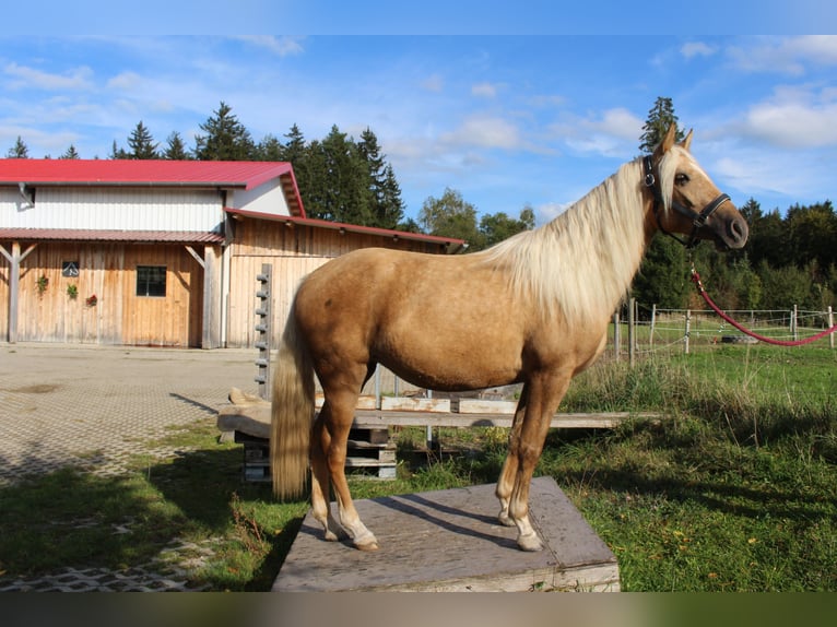 Missouri Foxtrotter Mare 4 years 14,1 hh Palomino in Altusried