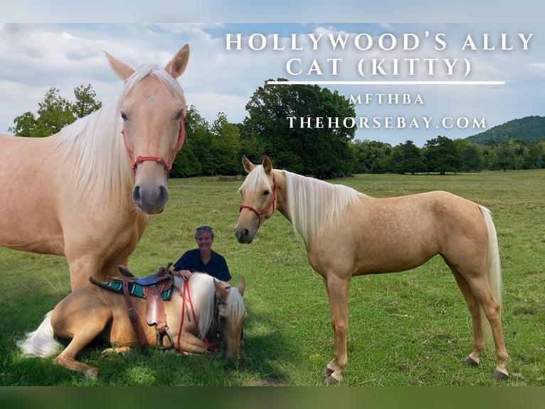 Missouri Foxtrotter Mare 4 years 14,2 hh Palomino in Harrison, AR