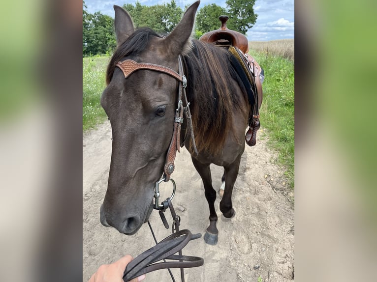 Missouri Foxtrotter Mare 4 years 15.1 hh Brown in Temmen