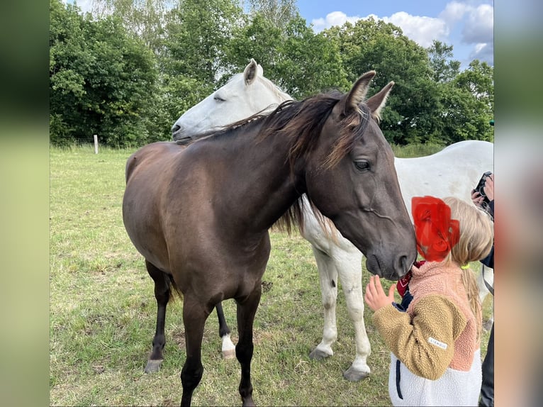 Missouri Foxtrotter Mare 4 years 15.1 hh Brown in Temmen