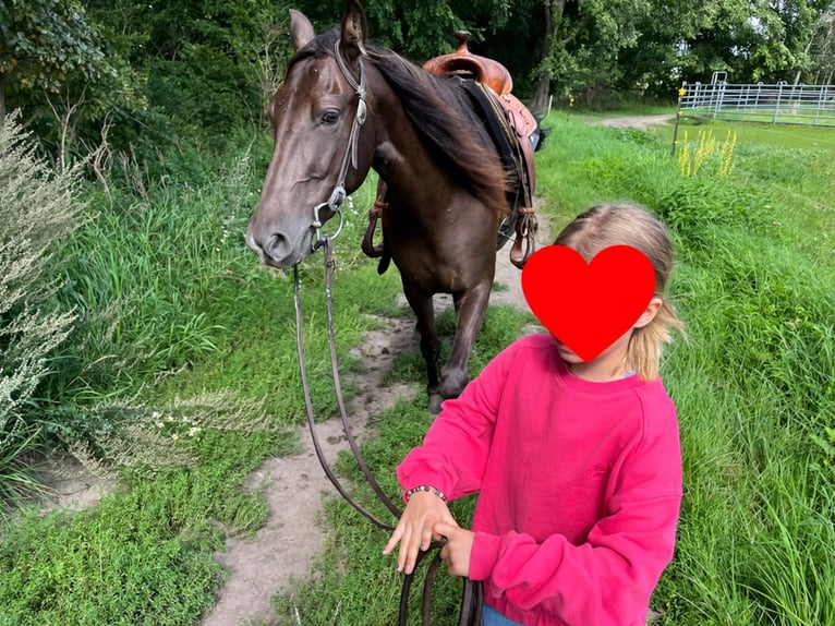 Missouri Foxtrotter Mare 4 years 15.1 hh Brown in Temmen