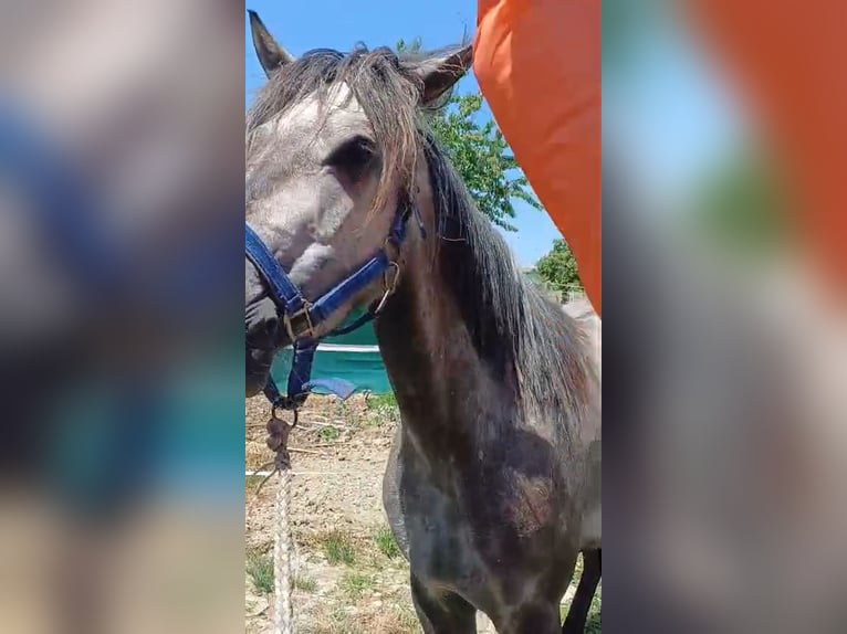 Missouri Foxtrotter Mare 4 years 15.1 hh Grey-Dapple in Winterwerb