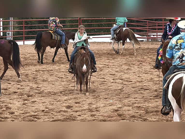Missouri Foxtrotter Mare 4 years Roan-Red in Wichita Falls