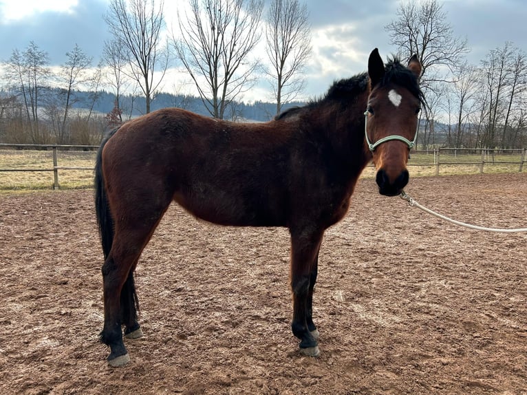 Missouri Foxtrotter Mare 5 years 14,1 hh Bay-Dark in Krottendorf