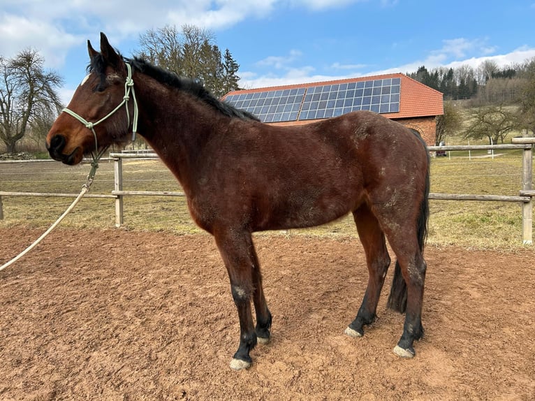 Missouri Foxtrotter Mare 5 years 14,1 hh Bay-Dark in Krottendorf