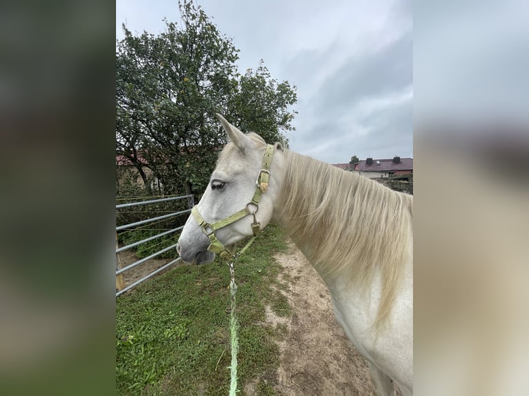 Missouri Foxtrotter Mare 5 years 14,3 hh Champagne in Biesenthal