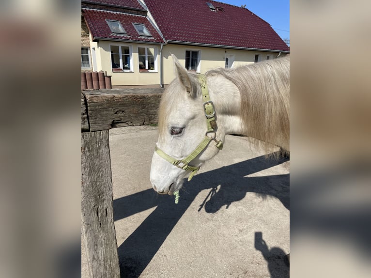 Missouri Foxtrotter Mare 5 years 14,3 hh Champagne in Biesenthal