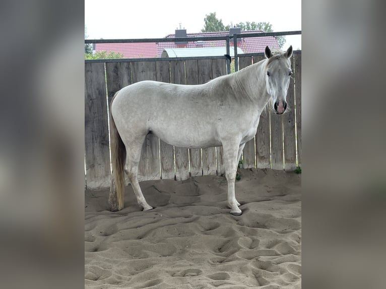 Missouri Foxtrotter Mare 5 years 14,3 hh Champagne in Biesenthal