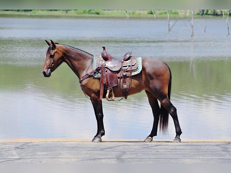 Missouri Foxtrotter Mare 5 years 15 hh Bay in Gerald, MO