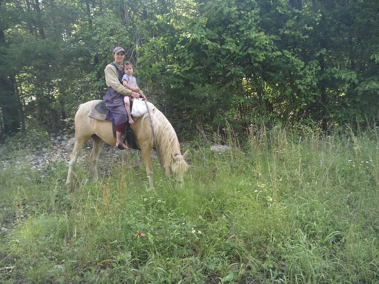 Missouri Foxtrotter Mix Mare 6 years 15 hh Palomino in Gainesville