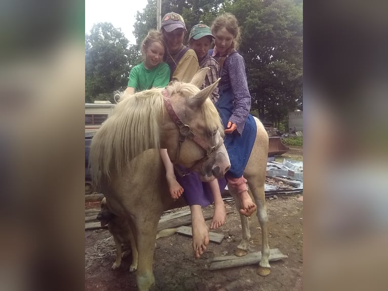 Missouri Foxtrotter Mix Mare 6 years 15 hh Palomino in Gainesville