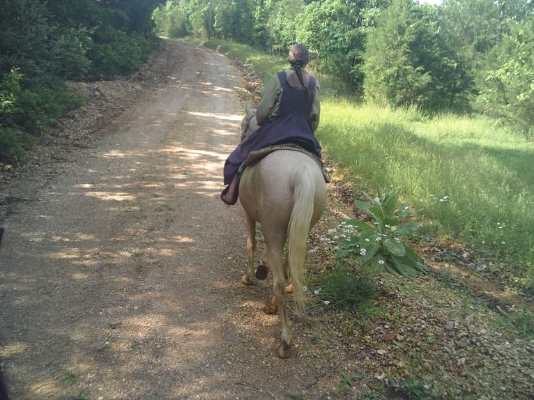 Missouri Foxtrotter Mix Mare 6 years 15 hh Palomino in Gainesville