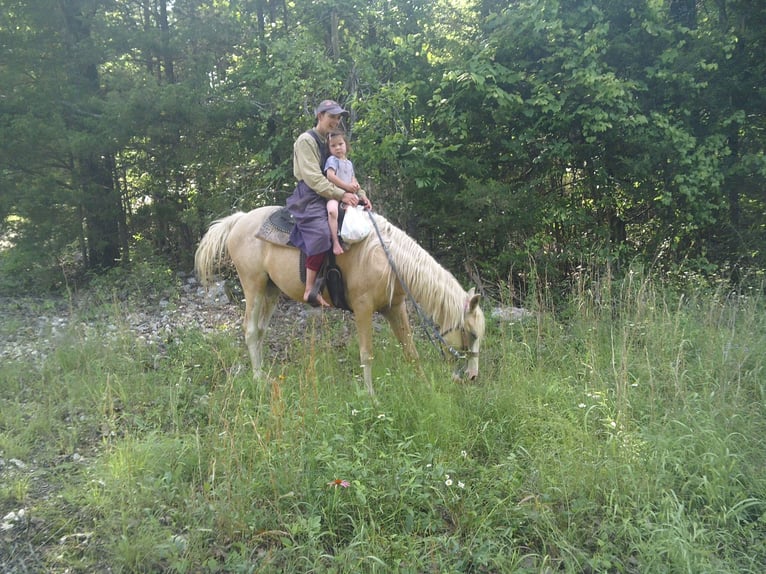 Missouri Foxtrotter Mix Mare 6 years 15 hh Palomino in Gainesville