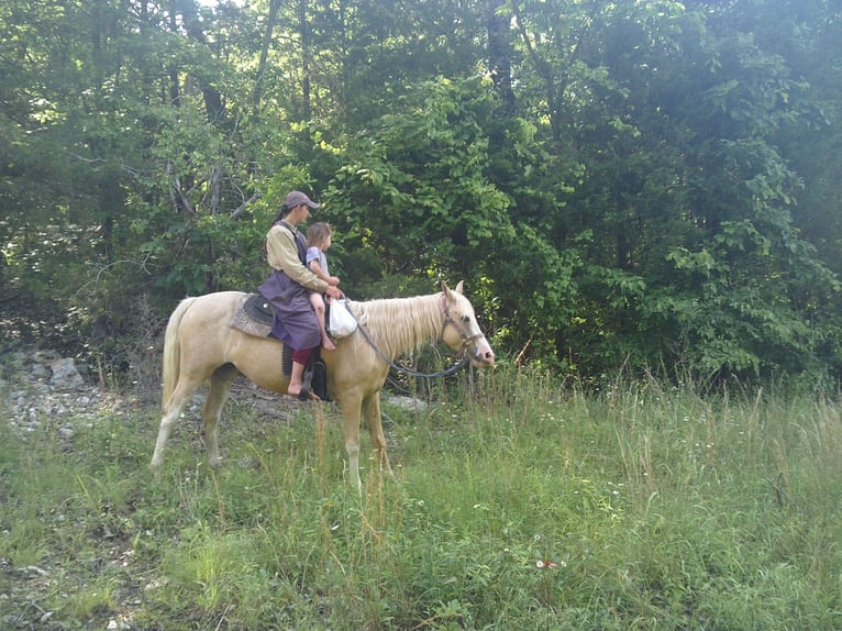 Missouri Foxtrotter Mix Mare 6 years 15 hh Palomino in Gainesville
