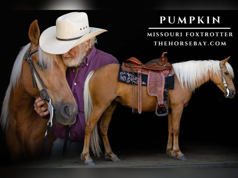Missouri Foxtrotter Mare 7 years 14 hh Palomino in Marshfield, MO