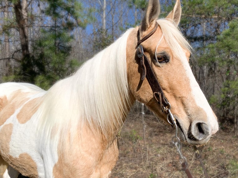 Missouri Foxtrotter Mare 8 years 14 hh Tobiano-all-colors in Whitley City KY