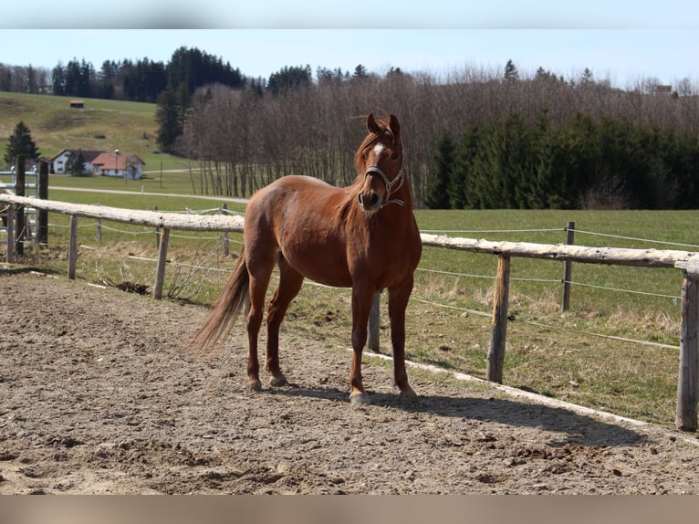 Missouri Foxtrotter Mare 9 years 15 hh Chestnut-Red in Altusried