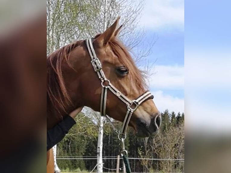 Missouri Foxtrotter Mare 9 years 15 hh Chestnut-Red in Altusried