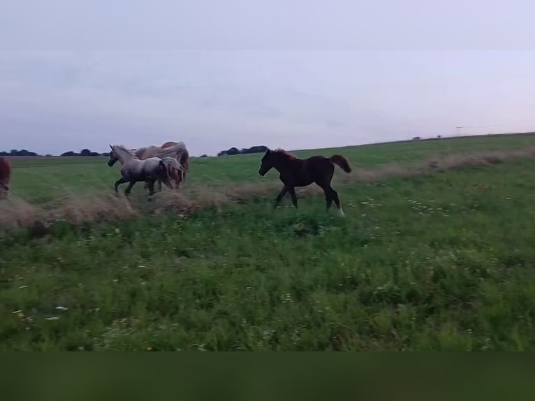 Missouri Foxtrotter Mare Foal (05/2025) 14,3 hh Grey-Dapple in Hunzel