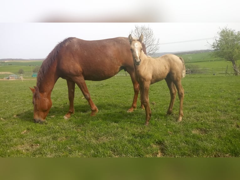 Missouri Foxtrotter Mare Foal (03/2024) 15,1 hh in Winterwerb