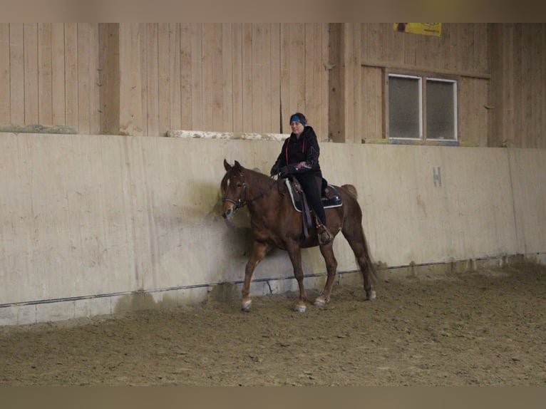 Missouri Foxtrotter Merrie 10 Jaar 153 cm Vos in Altusried