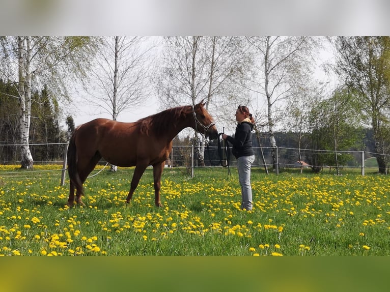 Missouri Foxtrotter Merrie 10 Jaar 153 cm Vos in Altusried