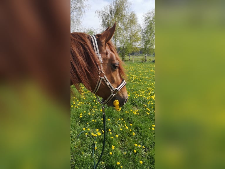 Missouri Foxtrotter Merrie 10 Jaar 153 cm Vos in Altusried