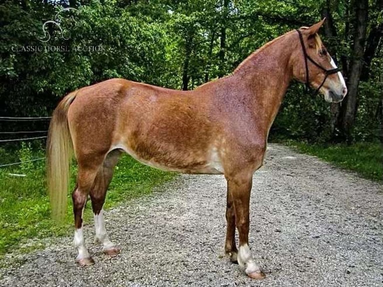 Missouri Foxtrotter Merrie 11 Jaar 152 cm Roodvos in Troy, MO