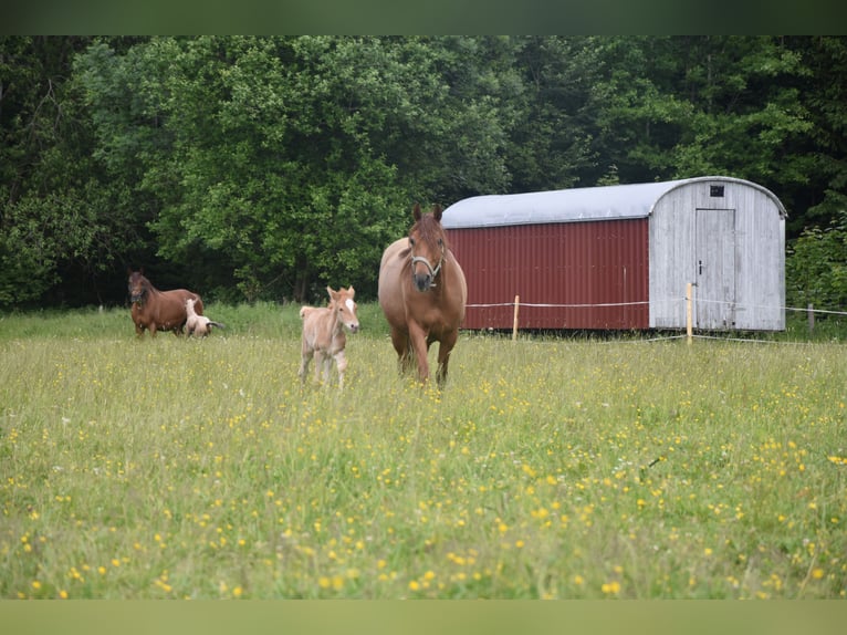 Missouri Foxtrotter Merrie 11 Jaar 153 cm Vos in Altusried