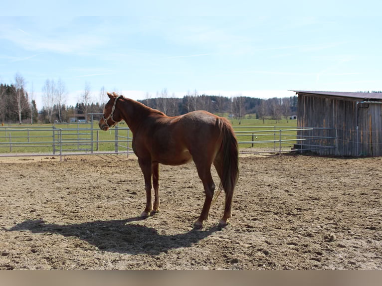 Missouri Foxtrotter Merrie 11 Jaar 153 cm Vos in Altusried