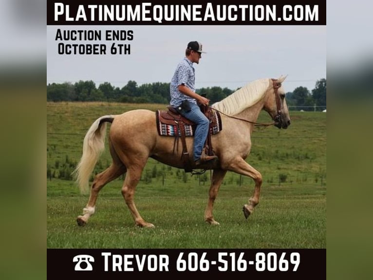 Missouri Foxtrotter Merrie 11 Jaar Palomino in Parkers Lake KY