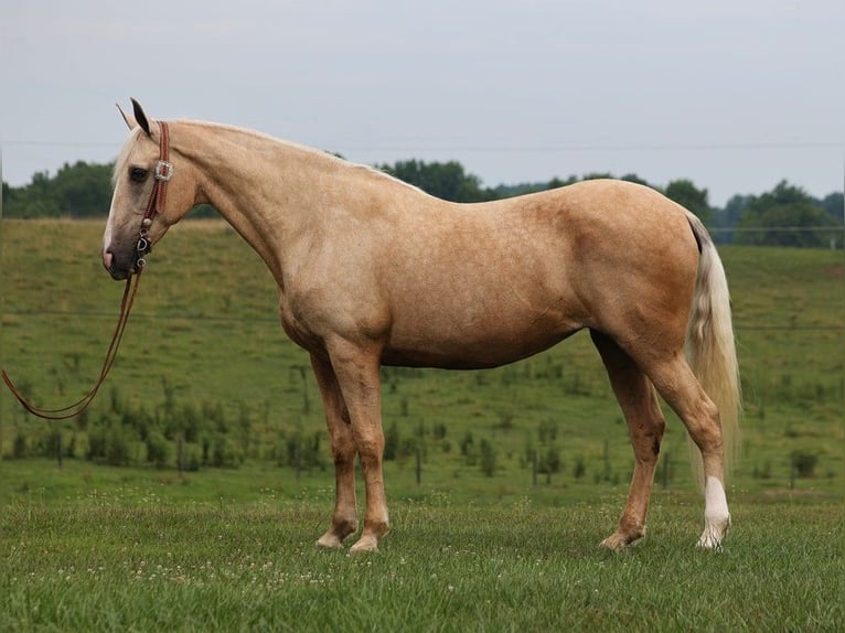 Missouri Foxtrotter Merrie 11 Jaar Palomino in Parkers Lake KY