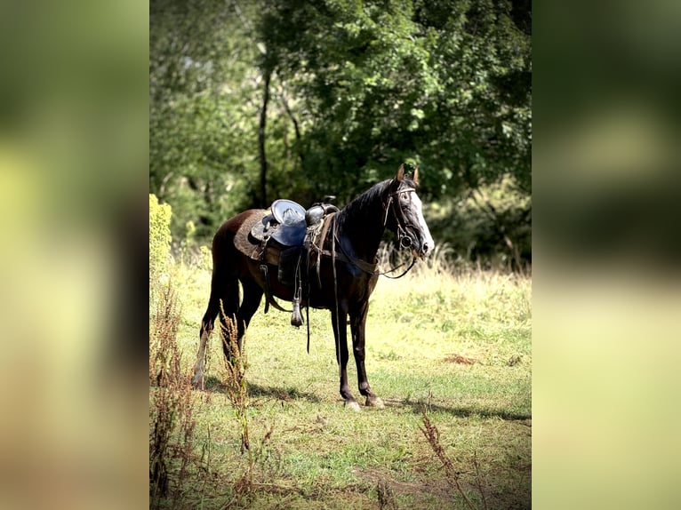 Missouri Foxtrotter Merrie 13 Jaar 142 cm Sabino in Canton