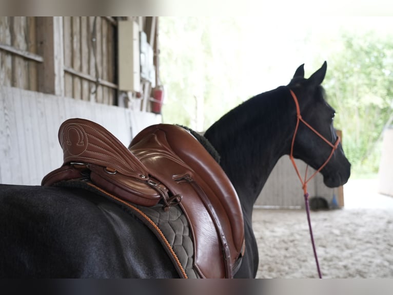 Missouri Foxtrotter Merrie 13 Jaar 149 cm Zwart in Öhringen