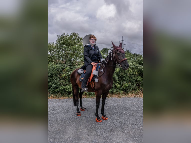 Missouri Foxtrotter Merrie 13 Jaar 149 cm Zwart in Öhringen