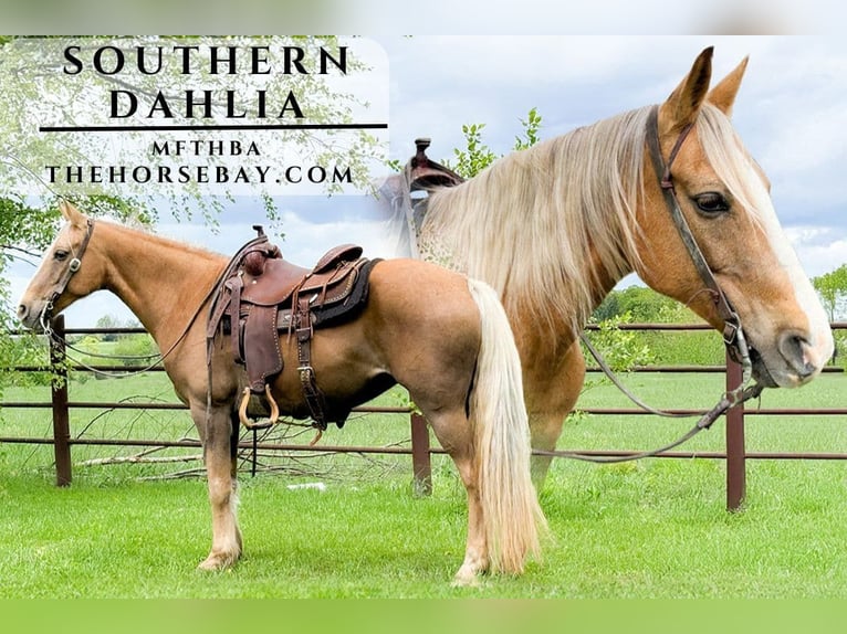 Missouri Foxtrotter Merrie 13 Jaar 152 cm Palomino in Houston, MO