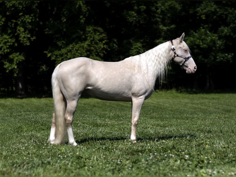 Missouri Foxtrotter Merrie 14 Jaar 142 cm Cremello in Marble Hill