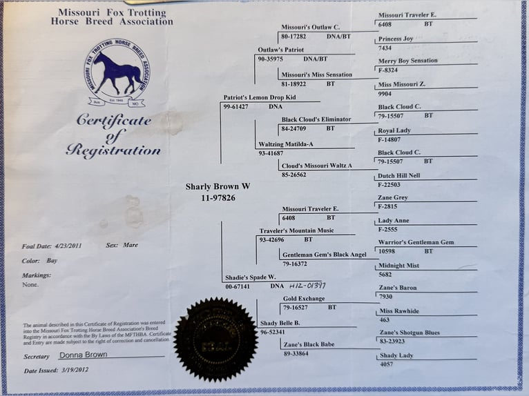 Missouri Foxtrotter Merrie 14 Jaar 142 cm Roodbruin in Wichita Falls