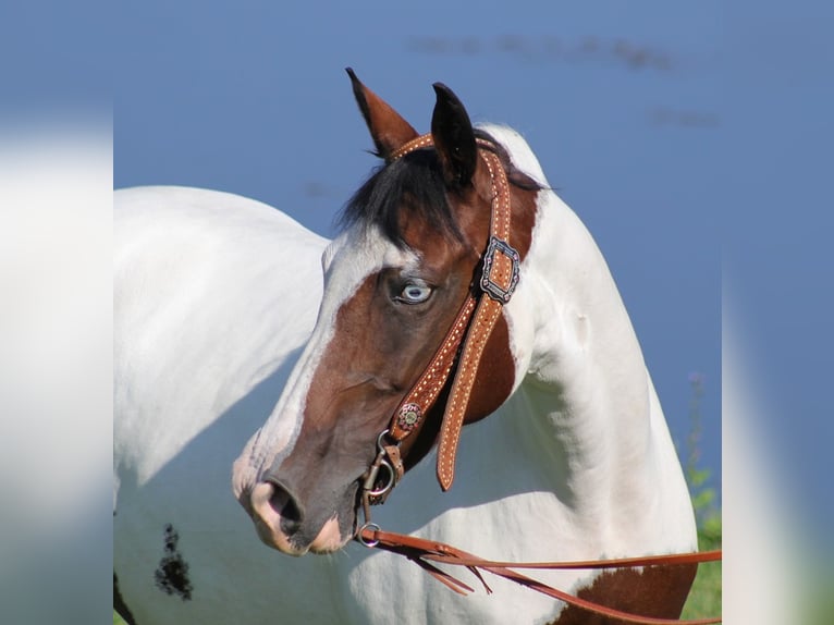 Missouri Foxtrotter Merrie 14 Jaar 150 cm Tobiano-alle-kleuren in Whitley City