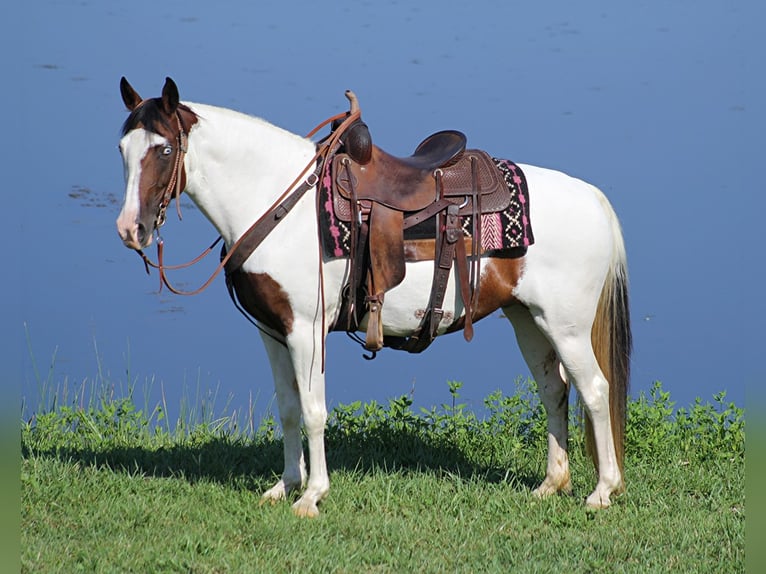 Missouri Foxtrotter Merrie 14 Jaar 150 cm Tobiano-alle-kleuren in Whitley City