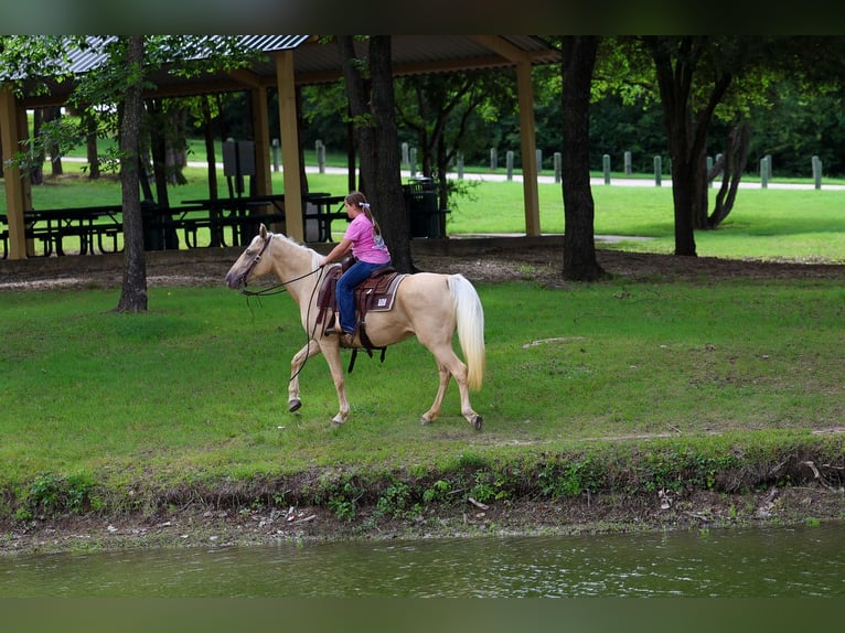 Missouri Foxtrotter Merrie 14 Jaar Champagne in Forney
