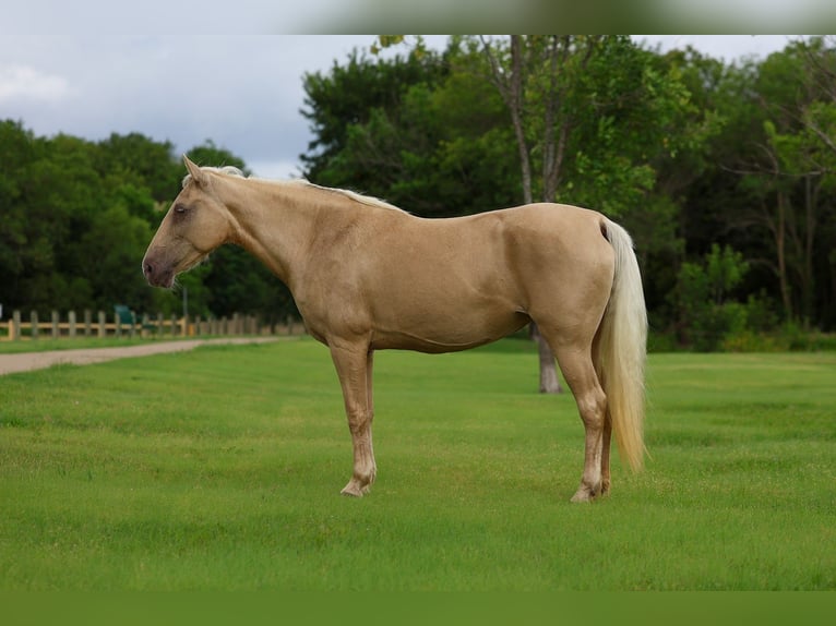 Missouri Foxtrotter Merrie 14 Jaar Champagne in Forney