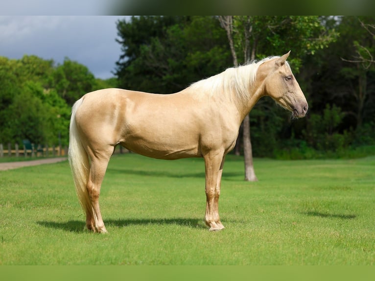 Missouri Foxtrotter Merrie 14 Jaar Champagne in Forney