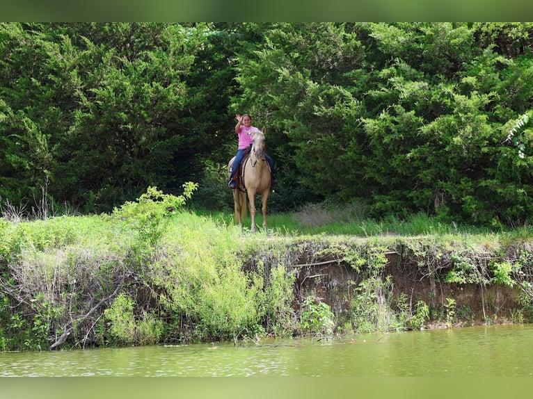 Missouri Foxtrotter Merrie 14 Jaar Champagne in Forney