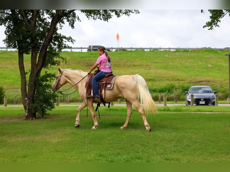 Missouri Foxtrotter Merrie 14 Jaar Champagne in Forney