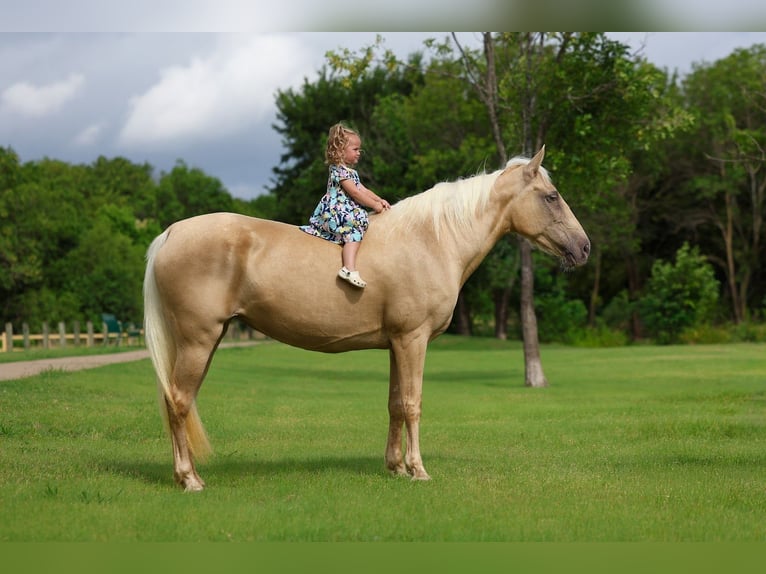 Missouri Foxtrotter Merrie 14 Jaar Champagne in Forney