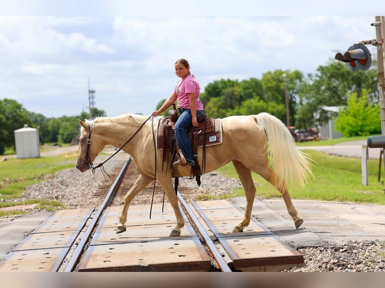 Missouri Foxtrotter Merrie 14 Jaar Champagne in Forney