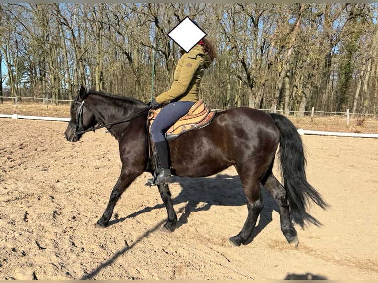 Missouri Foxtrotter Merrie 17 Jaar 148 cm Zwart in Zehdenick